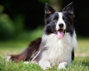 沈阳边境牧羊犬头条,忠诚守护边疆的“草原雄狮”