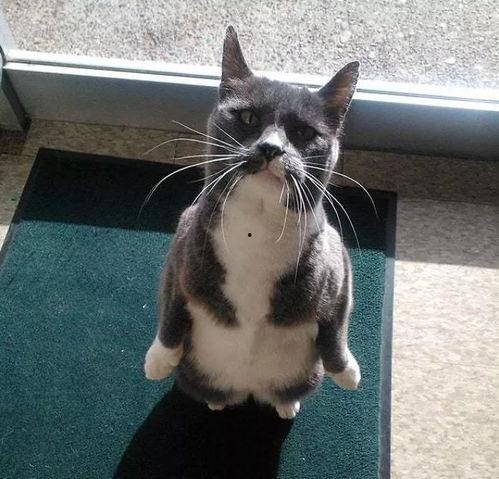 企鹅快速吃瓜,趣味横生的生态奇观