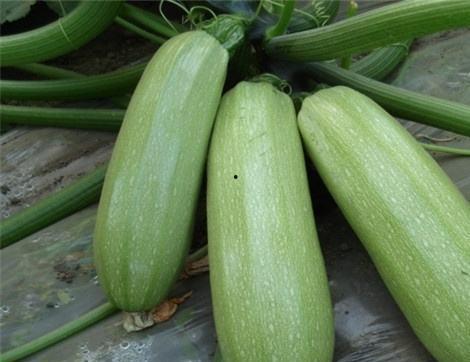 吃福州瓜有什么好处,福州瓜的五大养生益处
