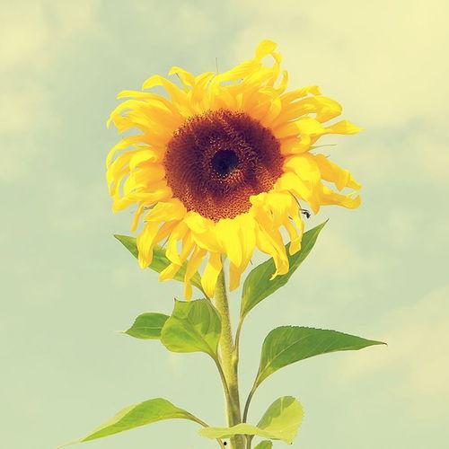 葵花皮肤爆料视频下载安装,新装亮相，魅力无限