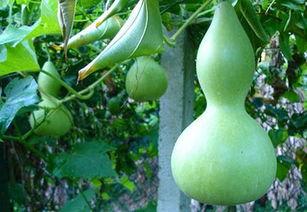 吃蒲瓜要去皮吗