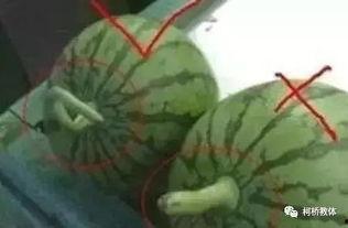 震惊真实吃瓜视频下载,下载背后的惊人真相